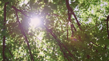 视图阳光绿色叶子夏天森林太阳发光分支机构